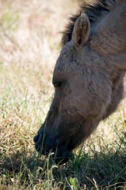 Biraz tay otlağı. Bir atın portresi.