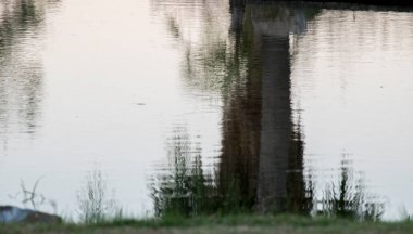 Sudaki palmiye ağaçlarının yansımaları