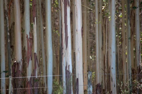 Stämme Eines Eukalyptuswaldes — Stockfoto