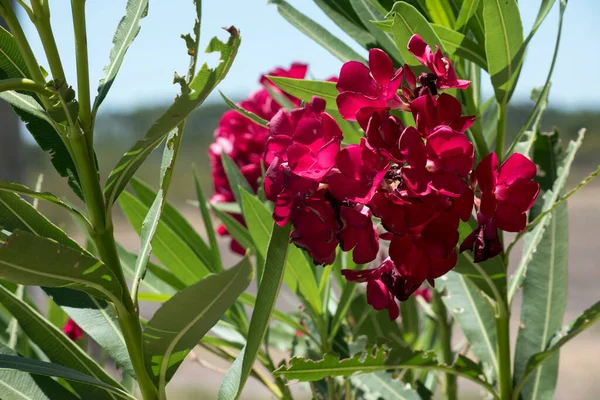 Rosa Blüten Eines Gartenlorbeers — Stockfoto