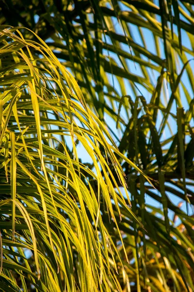Hojas Palma Verde Palmera —  Fotos de Stock
