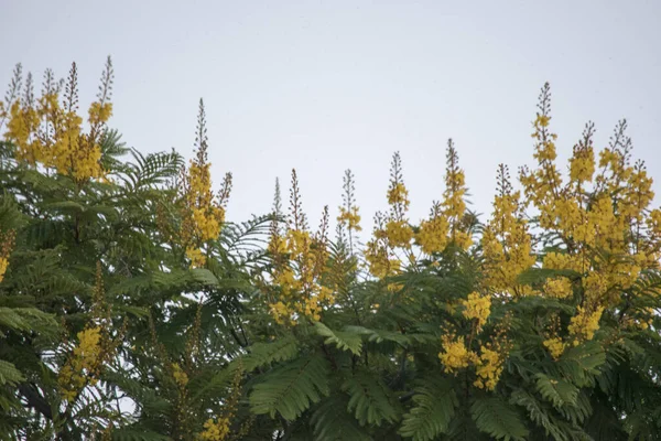 黄色のイビラピタの花 Peltophorum Dubium — ストック写真