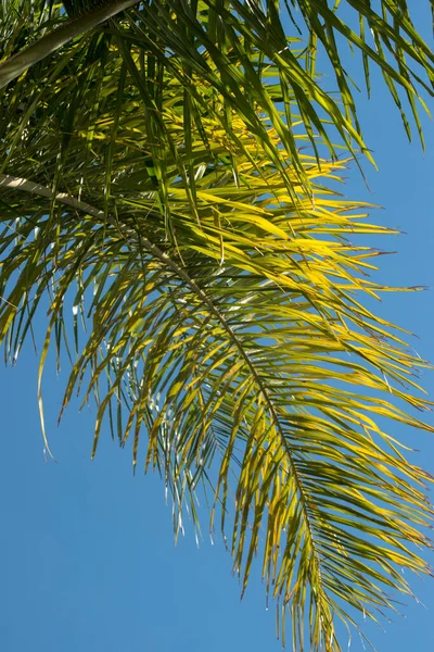 Hojas Palma Verde Palmera — Foto de Stock