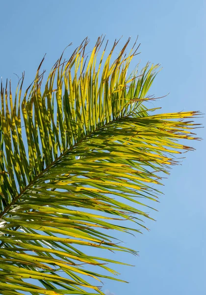 Hojas Palma Verde Palmera — Foto de Stock