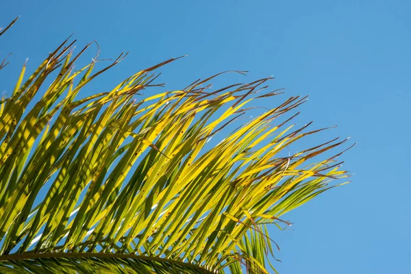 Hojas Palma Verde Palmera — Foto de Stock