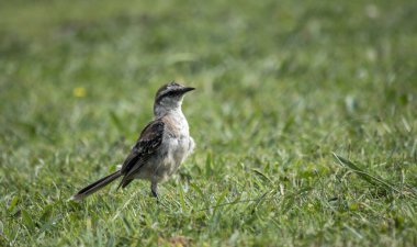 Yeşil çimlerin üzerinde bir kuşun portresi