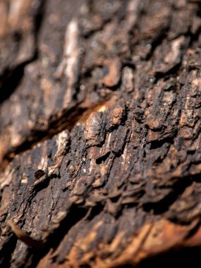 Ağaç kabuğunun dokusu