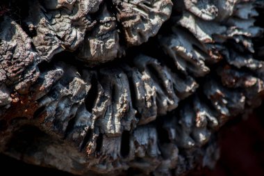 Ağaç kabuğunun dokusu