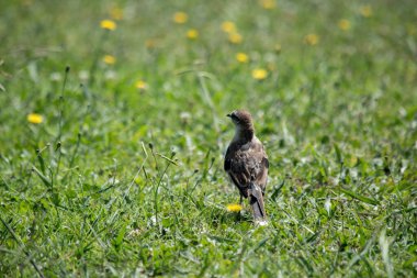 Yeşil çimlerin üzerinde bir kuşun portresi