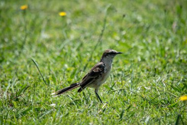 Yeşil çimlerin üzerinde bir kuşun portresi