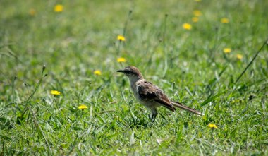 Yeşil çimlerin üzerinde bir kuşun portresi