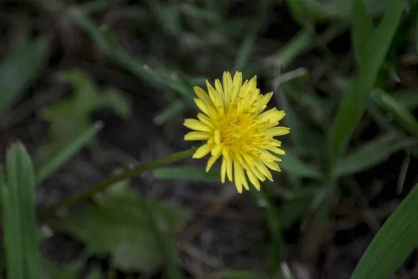 Gele Paardebloem Velden — Stockfoto