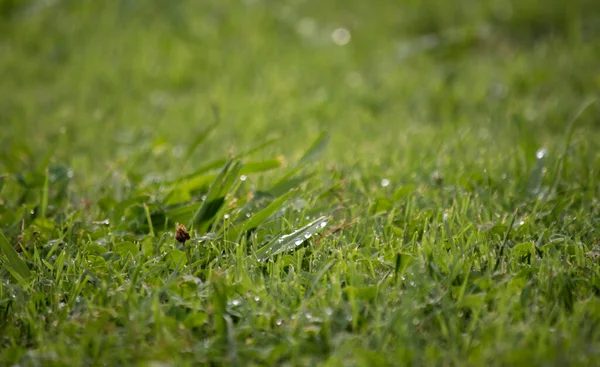 Gotas Água Após Chuva — Fotografia de Stock