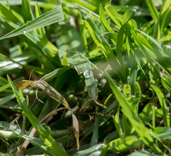 Droppar Vatten Efter Regnet — Stockfoto