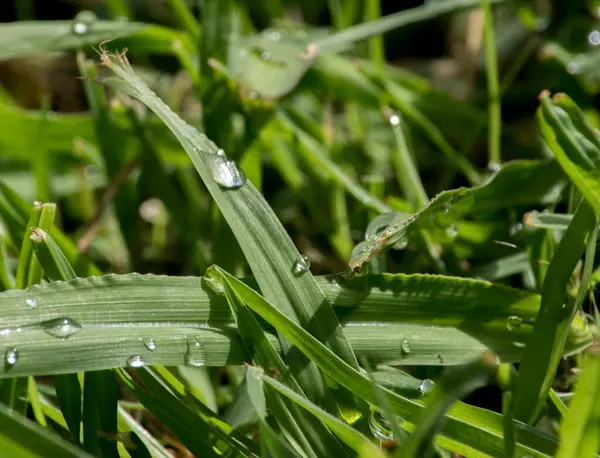 雨后的水滴 — 图库照片