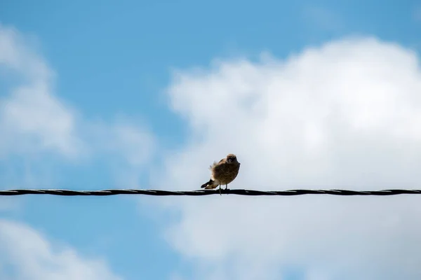 Pássaro Rapina Empoleirado Uma Linha Energia — Fotografia de Stock