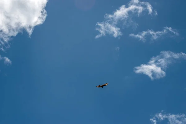 Dravý Pták Letící Obloze — Stock fotografie