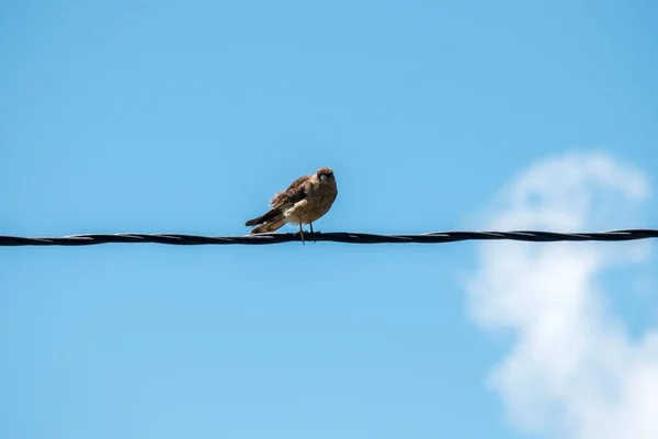 Oiseau Proie Perché Sur Une Ligne Électrique — Photo