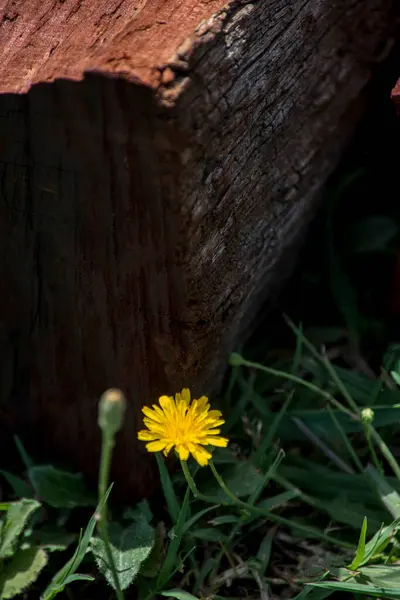 Diente León Amarillo Los Campos — Foto de Stock