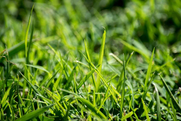 夏雨后的绿草 — 图库照片