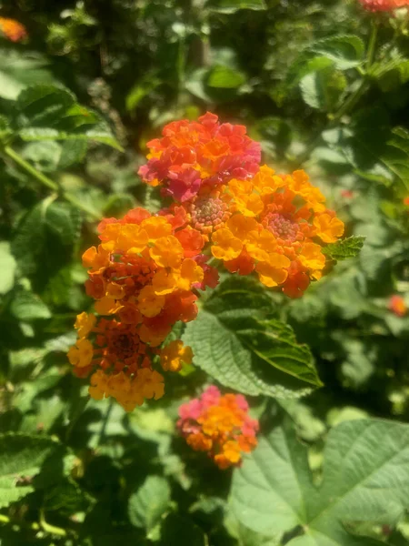 Lantana Camara Çiçeklerinin Ayrıntıları — Stok fotoğraf