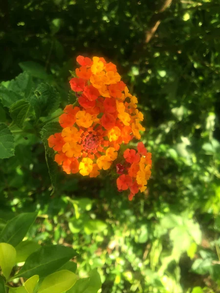ランタナの花の詳細ページ — ストック写真