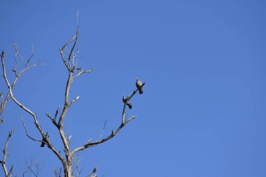 Bir ağacın dallarındaki kuşlar