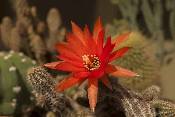 Большой Красный Цветок Кактуса — стоковое фото