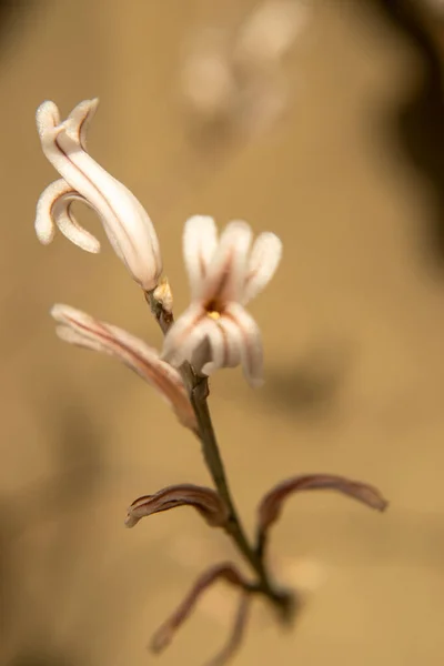 Haworthia Attenuata Asphodelaceae Makro Fotografie Květin — Stock fotografie