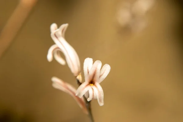 Haworthia Attenuata Asphodelaceae Makro Fotózás Virágok — Stock Fotó