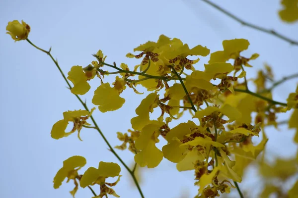 バンコク タイの黄色の蘭 — ストック写真