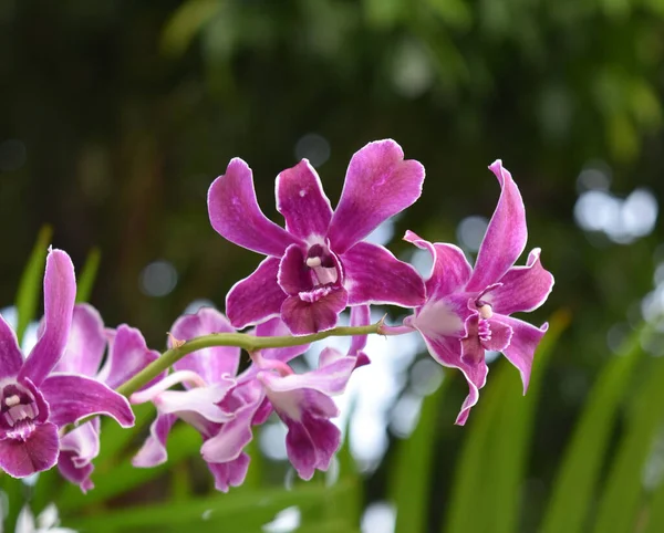 Close Foto Orquídeas Violetas Tailândia — Fotografia de Stock