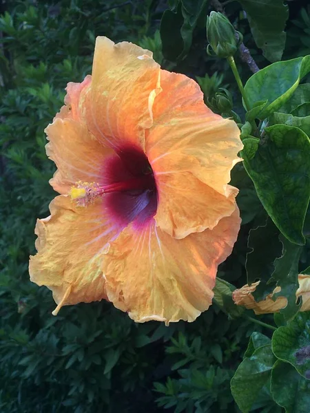 Big Flower Hibiscus Rosa Sinensis — Stock Photo, Image