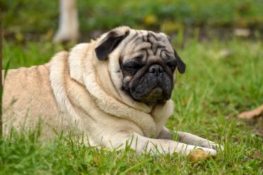 Bir pug portresi. Evcil hayvanlar