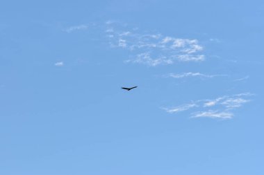 Gökyüzünde uçan yırtıcı kuş.