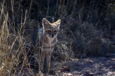 San Luis, Arjantin 'de küçük vahşi tilki