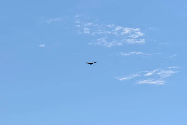 Pássaro Rapina Voando Céu Limpo — Fotografia de Stock