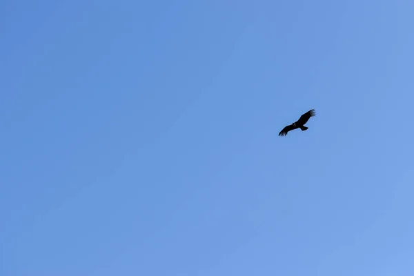Dravý Pták Letící Jasné Obloze — Stock fotografie