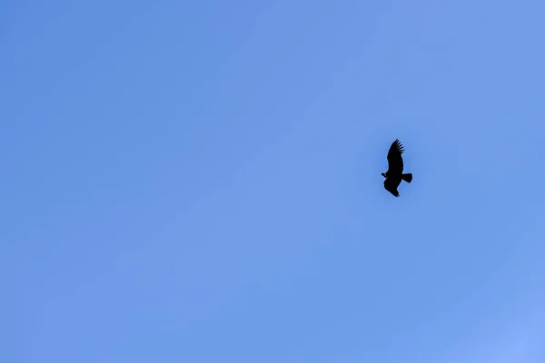 Ave Presa Volando Cielo Despejado —  Fotos de Stock