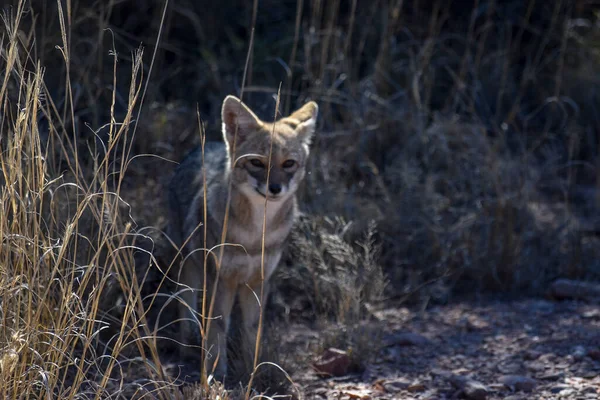 San Luis, Arjantin 'de küçük vahşi tilki