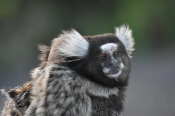 Titi Monkey Rio Janeiro Matka Swoim Łydką — Zdjęcie stockowe