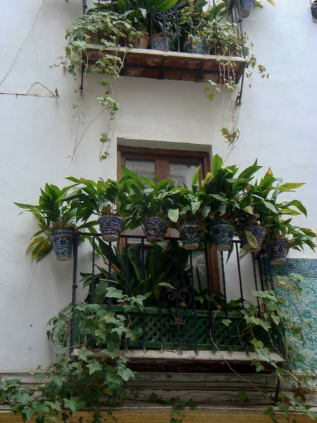 Window Full Green Plants — стоковое фото