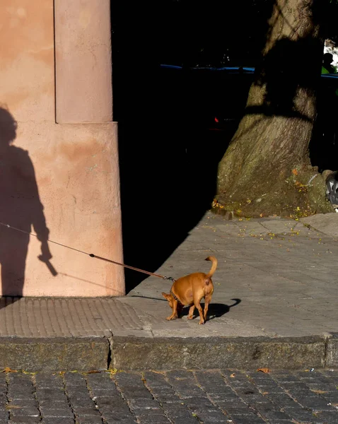 Kahverengi Bir Dachshund Yürüyen Kadın — Stok fotoğraf
