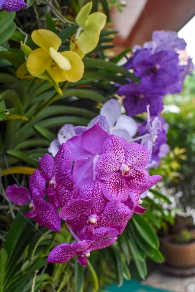 Flores Brilhantes Coloridas Tailândia — Fotografia de Stock