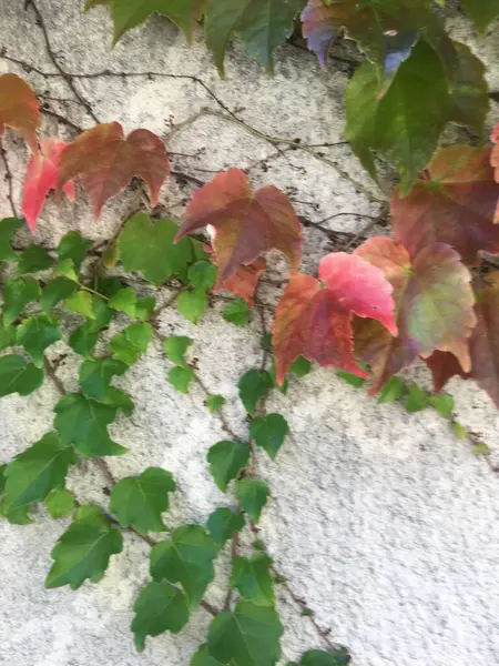 Muur Met Takken Van Een Klimplant Herfst — Stockfoto
