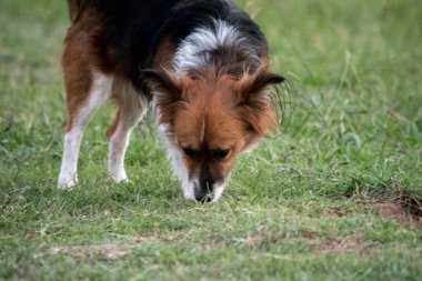 Parkta kenar kömür ocağı