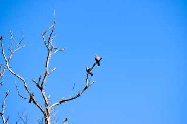 Bir ağacın dallarındaki kuşlar