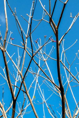 Pembe lapacho çiçekleri.