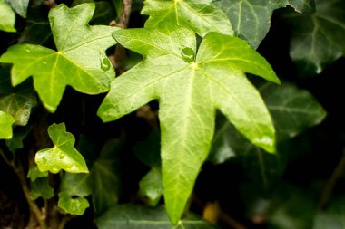 Hedera sarmalı. Yeşil arka plan. Doğa