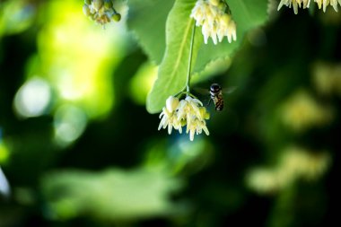 Küçük arı ıhlamur ağacında
